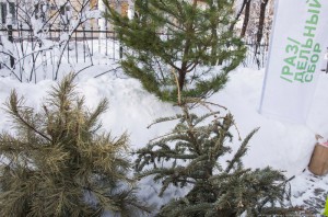 В акции по сбору праздничных елок в ближайшее воскресенье смогут принять участие жители района