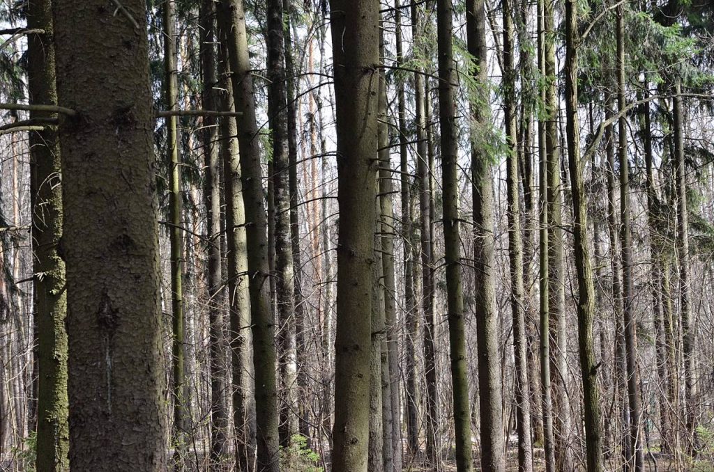 В лесах Москвы просыпается орешниковая соня. Фото: Анна Быкова, «Вечерняя Москва»