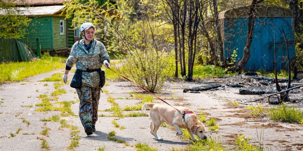 Хвостатые напарники: как собаки работают вместе со столичными спасателями. Фото: Управление по ЮАО Департамент