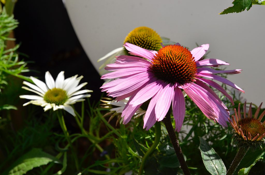 Викторину в честь Дня семьи, любви и верности проведут представители СЦ «Планета семьи». Фото: Анна Быкова, «Вечерняя Москва»