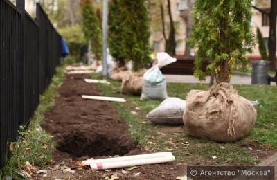 Работы по озеленению прошли на 21 дворовой территории в районе Зябликово