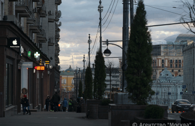 На портале электронных референдумов москвичи поддержали высаживание деревьев в кадках на улицах города
