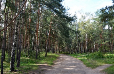 Жулебинскому лесу на юго-востоке Москвы планируют присвоить статус особо охраняемой территории