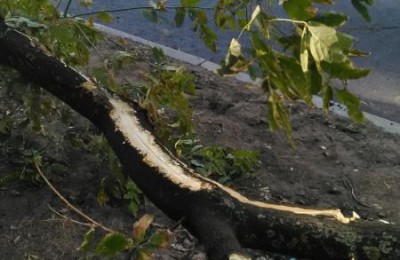 Зябликовцы сообщили на сайт о том, что в ходе замены асфальта в Ореховом проезде было повреждено дерево