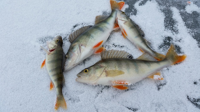 рыба, зимняя рыбалка, пиксибэй, 0702