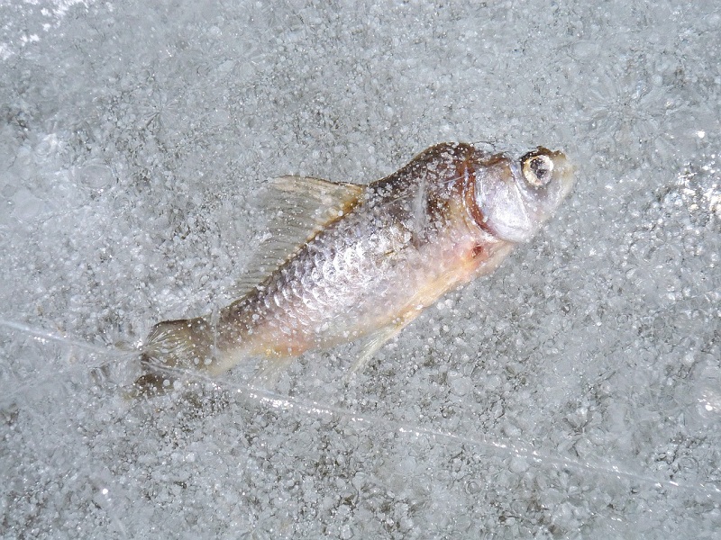 рыба, зимняя рыбалка, пиксибэй, лед, 0702