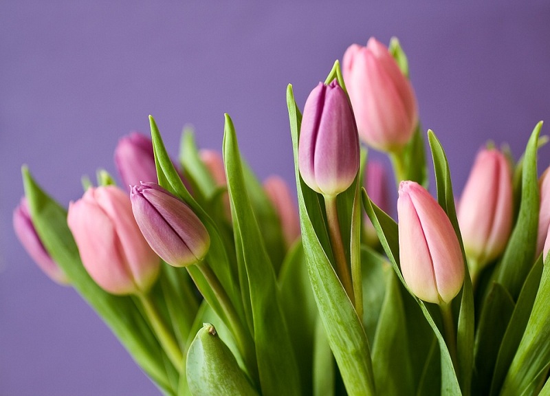 тюльпаны, 800, Зябликово, фото к новости на 5 марта