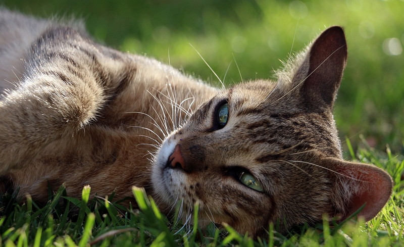кот на траве чипирование фото pixabay