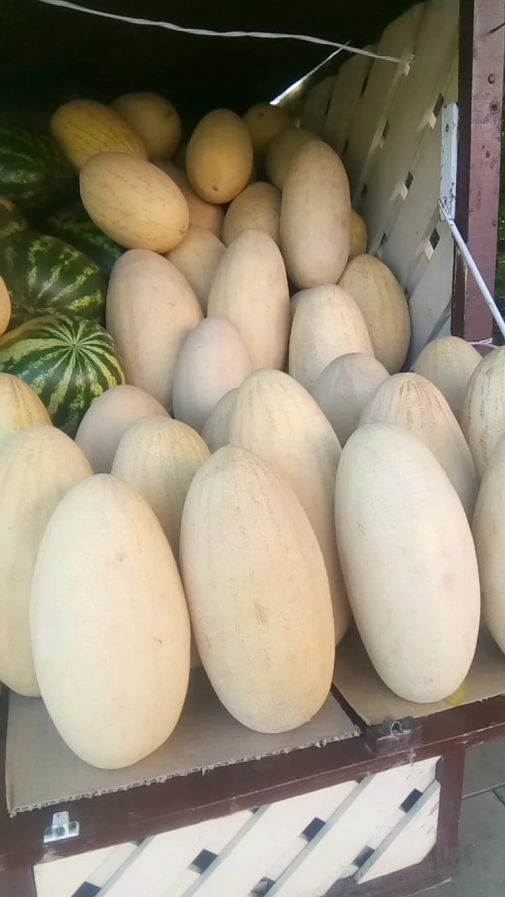 бахчевой развал, Шариддин Исматуиллов, арбуз, дыня, шипиловская, 0509 (2)