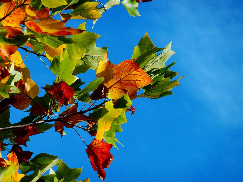 осень небо листья