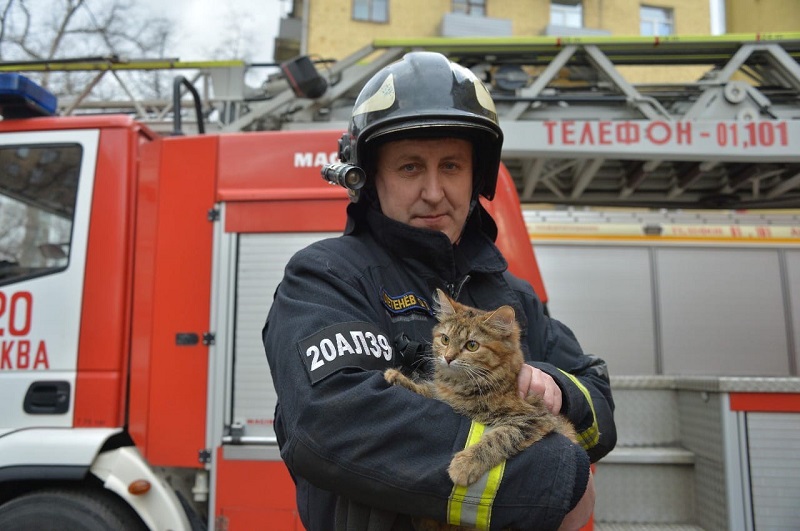 пожарный и кот акт 0203