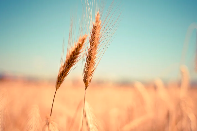 поле агро пшеница пикса 2904